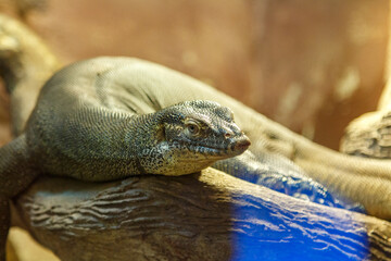 A lizard on the piece of wood closeup