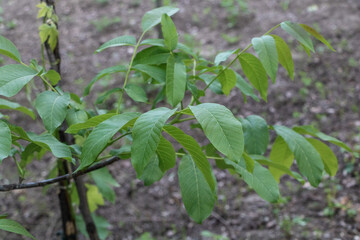 The green leaves of the walnut tree, which grow on the ground in spring and summer