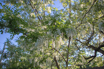 A white acacia tree full of flowers in the park, with a blue sky and green leaves in the background