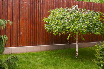 Small birch tree, decorative form growing in the yard