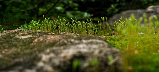 plant on the stone