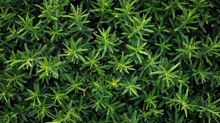 Green Bush Texture - Nature's Patterns