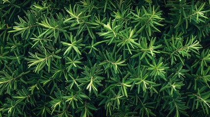 Green Foliage Texture