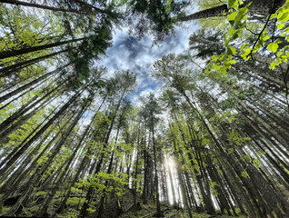 Blick nach oben im Mischwald im Frühling