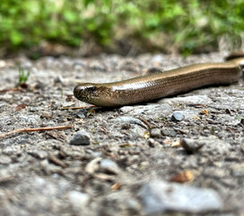 Eine Blindschleiche schlängelt sich auf einem Kiesweg