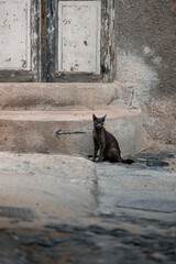 Schwarte kratze sitzt vor einem Haus 