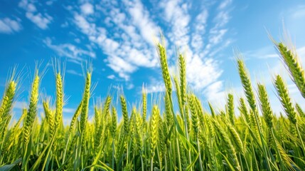 Obraz premium Wheat Field Under a Blue Sky