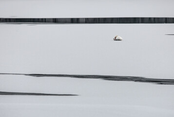 Ptaki na lodzie © Robert