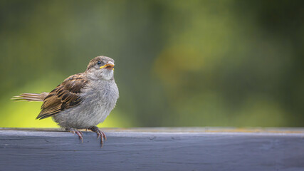 Sparrow 1