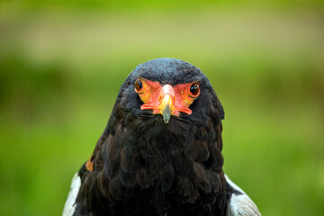 Detail of an African flying eagle, with its characteristic black plumage and its intense red face and beak with an out-of-focus green background