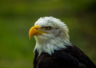 Detail of the head of an American eagle or bald eagle with its characteristic black and white plumage and yellow beak, symbol of the USA