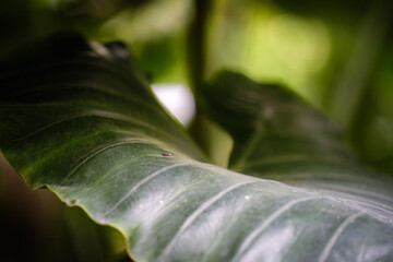 Close up and select focus Giant Alocasia leaf at garden for background texture concept.
