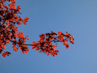 Deep purplish-crimson leaves of the Norway Maple (Acer platanoides) 'Schwedleri' growing in a park