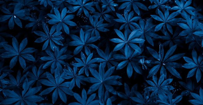 bkue background of starry leaves. plant carpet