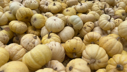 A close-up shot of a pile of small white pumpkins, showcasing their smooth, round shapes and light yellow color