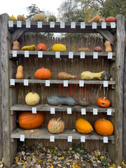 A wooden shelf with a variety of pumpkins and gourds on display
