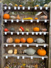 A wooden shelf unit displays a variety of pumpkins and gourds in different shapes, sizes, and colors