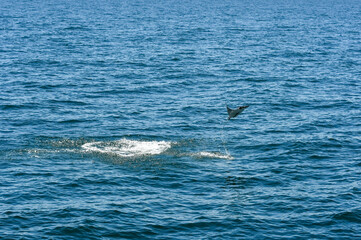 Fototapeta premium Manta Ray Jumping out of the Water, Gulf of Mexico, Summer in Orange Beach, Alabama, Fishing out of Perdido Pass