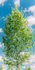 Fototapeta premium Árvore de folhas verde vibrante sob o céu azul