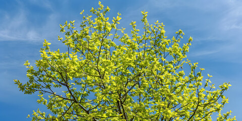 Árvore de folhas verde vibrante sob o céu azul