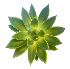 Top view of Succulent echeveria agavoides isolated on transparent background. Desert flower green rose. House plant isolated element on white background.