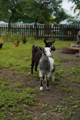Goat, chickens in the village, farm, friends, child in the village, domestic animals, in the village, goats grazing on a tether in nature, in the garden, kid goats, farm, grass, wild goats, sky, lands