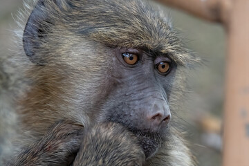 Thinking Baboon