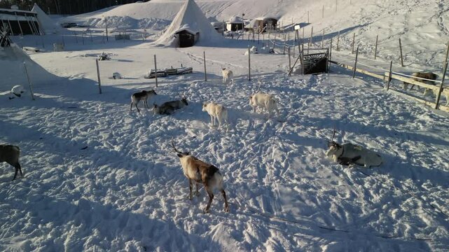 Aerial video over reindeer in &Oslash;vre-Alta, Finnmark, Norway.