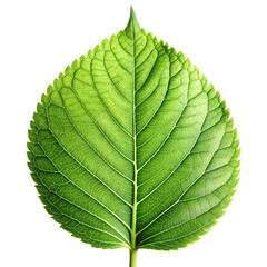 Obraz premium Green leaf isolated on transparent background