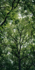 Fototapeta premium Árvores exuberantes em uma floresta densa