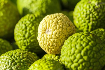 Fototapeta premium fresh Osage Orange background