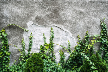 Green Ivy Climbing on Textured Concrete Wall