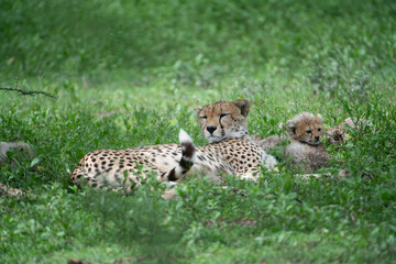 Cheetah Mom and Cubs