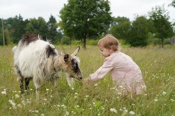 Obraz premium Goat, goats in nature, domestic animals, in the village, goats grazing on a tether in nature, in the garden, kid goats, farm, grass, wild goats, sky, landscape, nature, green, summer, cloud, land, hor