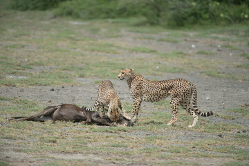 Cheetah on Wildebeest Kill