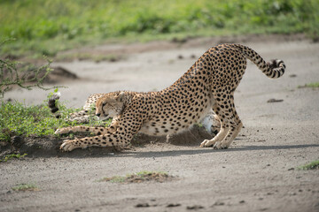 Stretching Cheetah