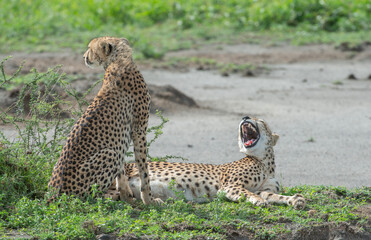 Cheetah Brothers