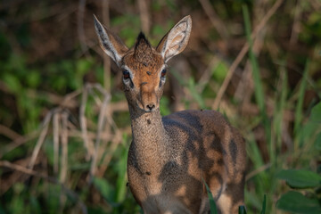 Dikdik Closeup