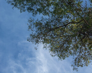 sky and trees