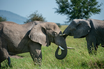 Friendly Elephants