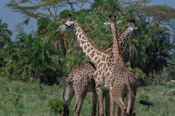 Giraffes, Serengeti