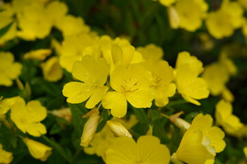 Obraz premium flowers, screen saver, background, flower bed, in the village, lapchatka gusynaya (potentilla anserina), sem. rosaceae (rosaceae). silverweed cinquefoil, yellow flowers, reeds, bog, lake., summer, nat