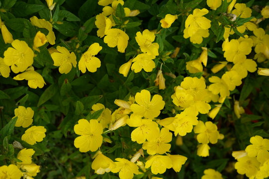 flowers, screen saver, background, flower bed, in the village, lapchatka gusynaya (potentilla anserina), sem. rosaceae (rosaceae). silverweed cinquefoil, yellow flowers, reeds, bog, lake., summer, nat