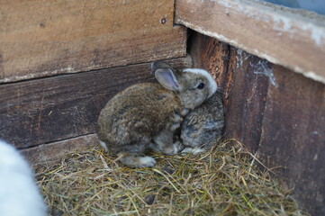 Hare in a cage, hare children, baby rabbits, wild hares, small baby rabbits, rabbit in captivity, rabbit skin, animal abuse, animal experiments, animal protectionists, domestic wildlife, rabbit slaugh
