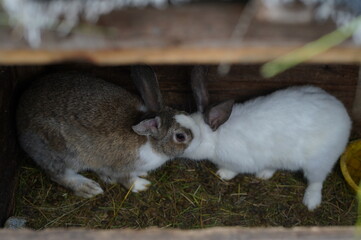 Obraz premium hare in a cage, rabbit in captivity, rabbit skin, animal abuse, animal experiments, animal protectionists, domestic wildlife, rabbit slaughter, farm village, animal fur coats, rabbit meat, bunny, anim
