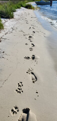 Leave Only Footprints - Great Dane Paw Prints and Human Footprints on the Beach