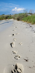 Leave Only Footprints - Great Dane Paw Prints and Human Footprints on the Beach