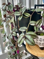 Wandering Jew plant