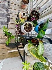 plants on balcony