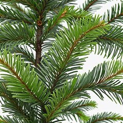 Winter Wonderland: A Festive Illustration Collection